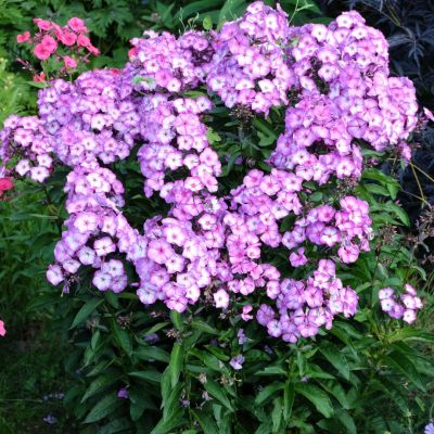 Флокс Свит Саммер Флокс Свит Саммер - Dolina-Sad.Ru