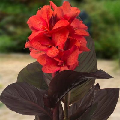 Канна Хеппи Джулия - Dolina-Sad.Ru