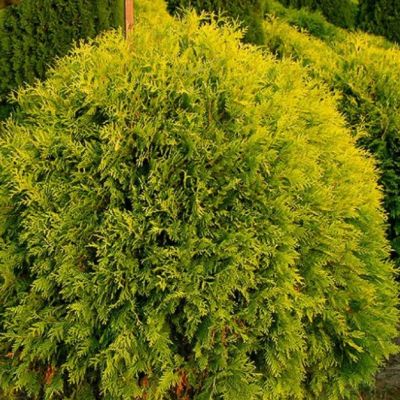 Туя Западная Голден Глобе Туя Западная Голден Глобе фото