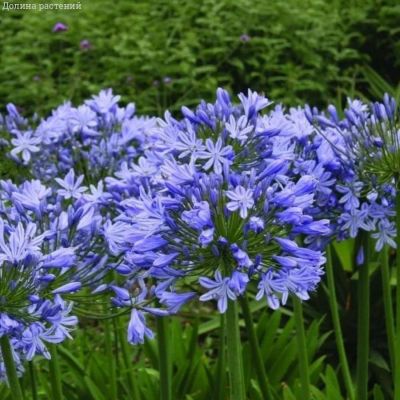 Агапантус Блю Гигант - Dolina-Sad.Ru