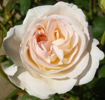 Роза Лайонс Роуз Роза Лайонс Роуз фото