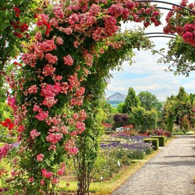 Роза Гарден Роза Гарден - Dolina-Sad.Ru