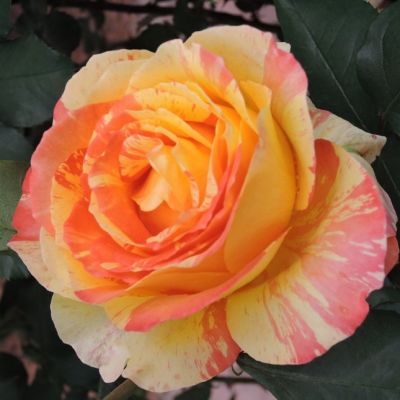 Роза Марвелл Роза Марвелл - Dolina-Sad.Ru