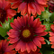 Гайлардия Спинтор Ред , С1,5 Гайлардия Спинтор Ред , С1,5 фото