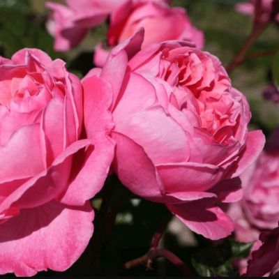 Роза Кольнер Флора Роза Кольнер Флора - Dolina-Sad.Ru