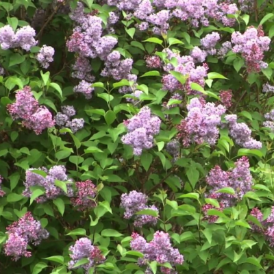 Сирень венгерская розовоцветная Сирень венгерская розовоцветная - Dolina-Sad.Ru