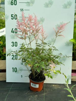 Астильба простолистная Хенни Графланд Астильба простолистная Хенни Графланд фото