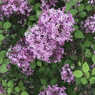 Сирень Мейера Флауэрфест Пурпл Сирень Мейера Флауэрфест Пурпл - Dolina-Sad.Ru