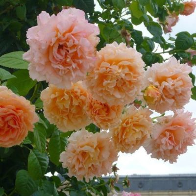 Роза Полька Роза Полька - Dolina-Sad.Ru