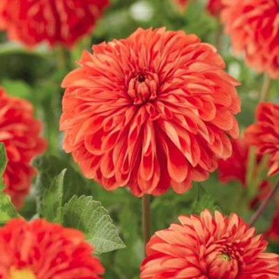 Георгина Хэппи Хэллоуин Георгина Хэппи Хэллоуин - Dolina-Sad.Ru