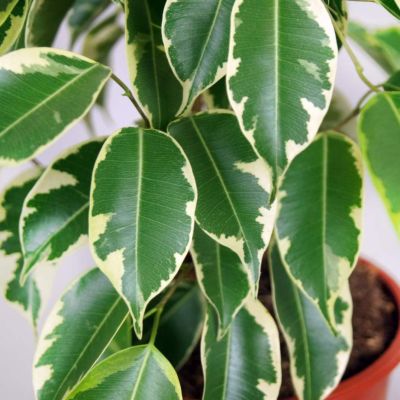 Фикус Кинки фото