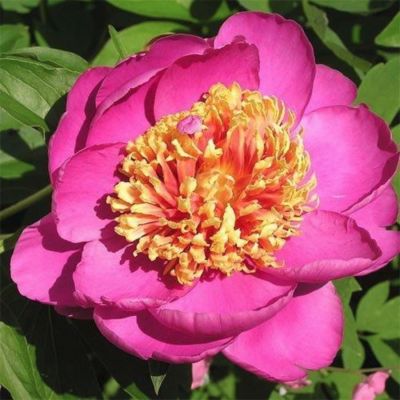 Пион Ле Чарм Пион Ле Чарм - Dolina-Sad.Ru