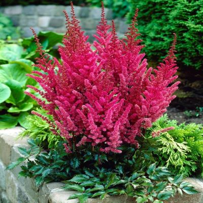 Астильба Файерберри - Dolina-Sad.Ru