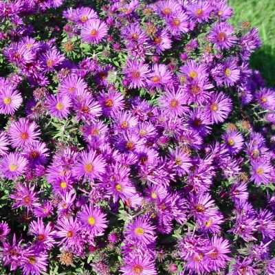 Астра кустарниковая Вудс Перпл Астра кустарниковая Вудс Перпл - Dolina-Sad.Ru