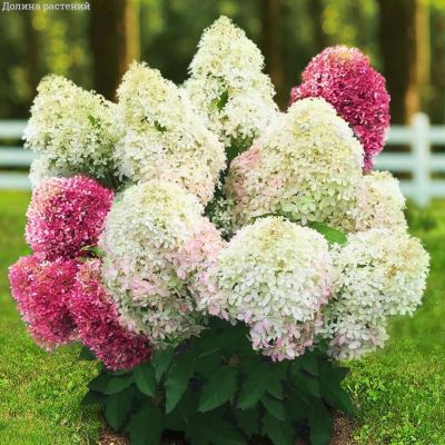 Гортензия метельчатая Роял Флауэр, С2 Гортензия метельчатая Роял Флауэр, С2 - Dolina-Sad.Ru