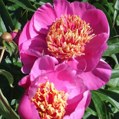 Пион Ле Чарм Пион Ле Чарм - Dolina-Sad.Ru