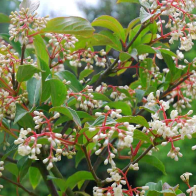 Калина Хиллери Уинтон Калина Хиллери Уинтон фото