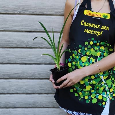 Лилейник Джентл Шеферд фото