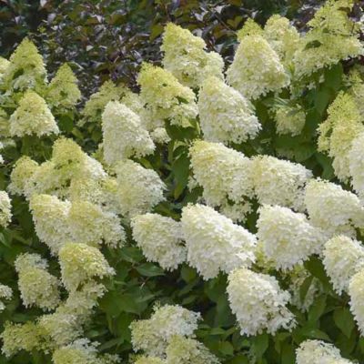 Гортензия метельчатая Мэджикал Андес, С3 Гортензия метельчатая Мэджикал Андес, С3 - Dolina-Sad.Ru