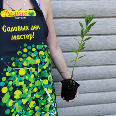 Гелениум Зимбелштерн - Dolina-Sad.Ru