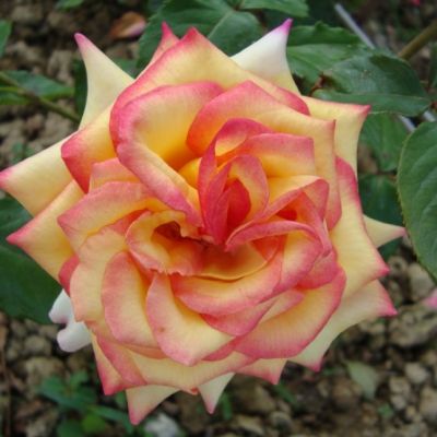 Роза Сальвадор в горшке Роза Сальвадор в горшке - Dolina-Sad.Ru