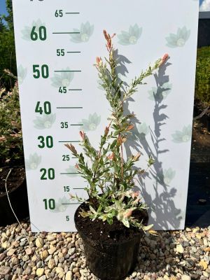 Ива японская Хакуро-Нишики, С3 - Dolina-Sad.Ru