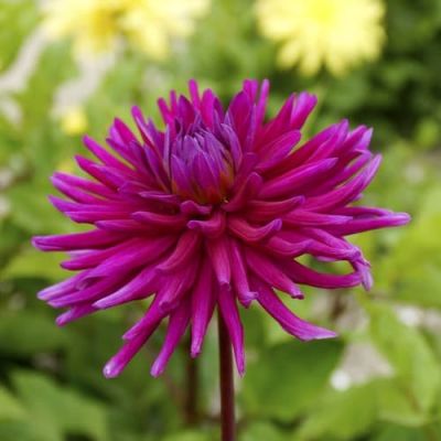 Георгина Пёпл сити фото