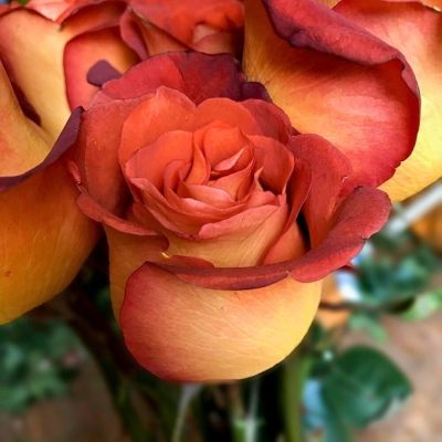 Роза Леонидас - Dolina-Sad.Ru