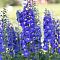 Дельфиниум Адабар Дельфиниум Адабар фото