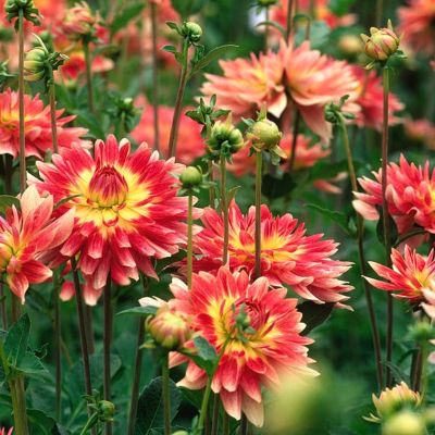 Георгина Тропикал Сансет - Dolina-Sad.Ru