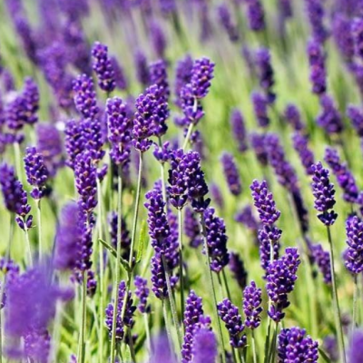 Лаванда узколистная Хидкот Блю Стрэйн фото