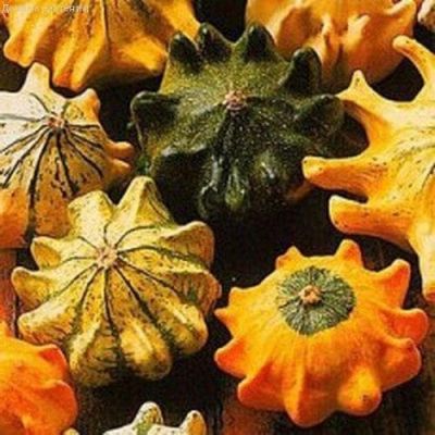 Тыква Декоративная Шахрезада звезды фото