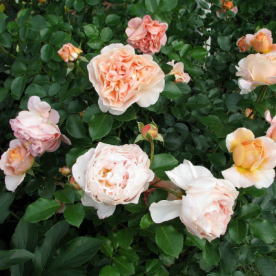 Роза Сангерхаузер Юбиляум Роза Сангерхаузер Юбиляум фото