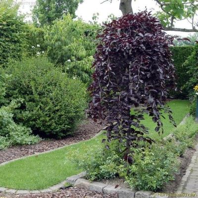 Береза повислая Пурпуреа Береза повислая Пурпуреа фото