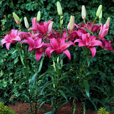 Лилия Пинк Каунти Лилия Пинк Каунти - Dolina-Sad.Ru