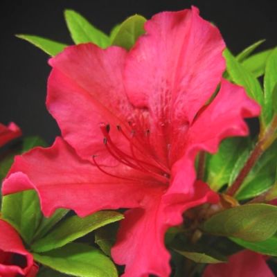 Рододендрон Викс Скарлет Рододендрон Викс Скарлет - Dolina-Sad.Ru