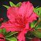 Рододендрон Викс Скарлет Рододендрон Викс Скарлет - Dolina-Sad.Ru