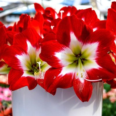 Амариллис Трес Чик Амариллис Трес Чик фото