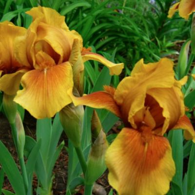 Ирис Апачи Уорриор Ирис Апачи Уорриор - Dolina-Sad.Ru