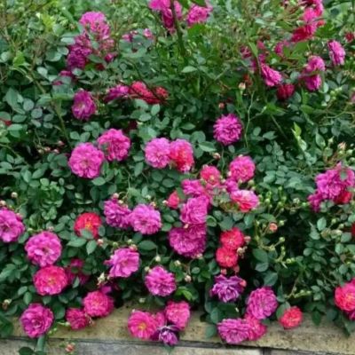 Роза Сиреневый Дождь - Dolina-Sad.Ru