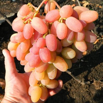 Виноград Легенда Аксая - Dolina-Sad.Ru