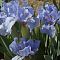 Ирис карликовый Блу Деним - Dolina-Sad.Ru