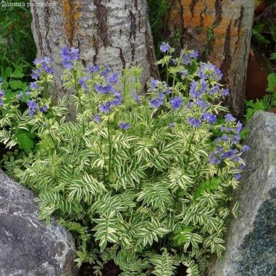 Синюха голубая Бриз Данжоу - Dolina-Sad.Ru