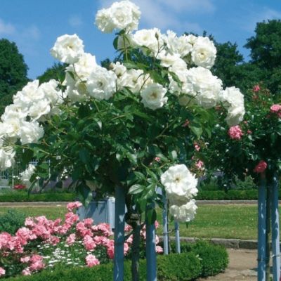 Роза Штамбовая Вайт Мейлав Роза Штамбовая Вайт Мейлав - Dolina-Sad.Ru