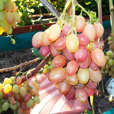 Виноград Юбилей Новочеркасска фото