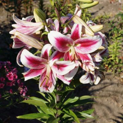 Лилия Кэнди Клаб Лилия Кэнди Клаб - Dolina-Sad.Ru