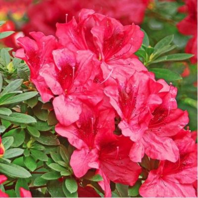 Рододендрон Викс Скарлет Рододендрон Викс Скарлет - Dolina-Sad.Ru