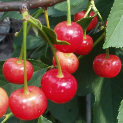 Черешня Брянская Розовая Черешня Брянская Розовая фото