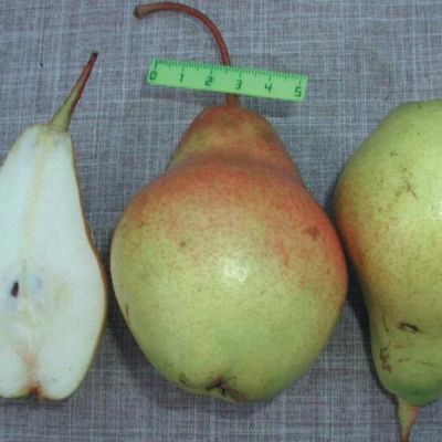 Груша Феерия Груша Феерия - Dolina-Sad.Ru