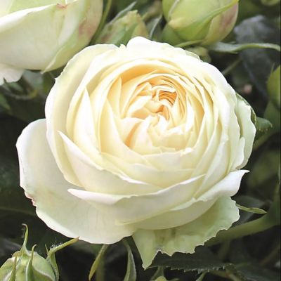 Роза Веддинг Пиано Роза Веддинг Пиано - Dolina-Sad.Ru